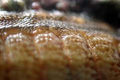 Ischnochiton cariosus