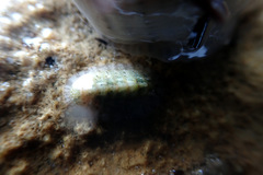 Ischnochiton thomasi