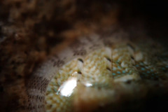 Ischnochiton thomasi