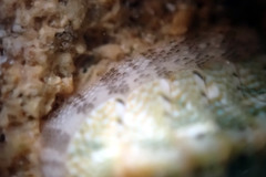 Ischnochiton thomasi