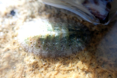 Ischnochiton thomasi