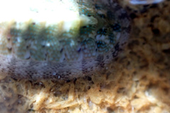 Ischnochiton thomasi