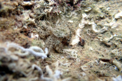 Pilumnus
