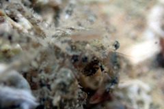 Pilumnus