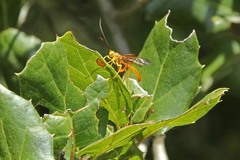 Labena tinctipennis