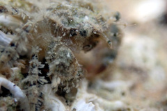 Pilumnus