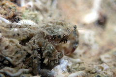 Pilumnus