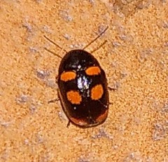 Cryptocephalus anticus