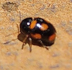 Cryptocephalus anticus