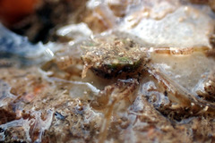 Halicarcinus ovatus