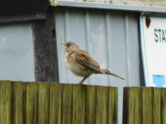 Turdus pilaris