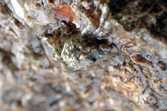 Pilumnus