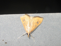 Udea testacea