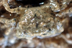 Pilumnus