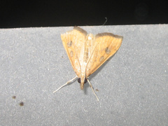 Udea testacea