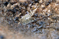Pilumnus