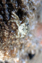 Pilumnus
