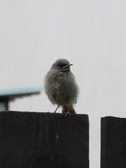 Phoenicurus ochruros