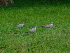 Columba palumbus