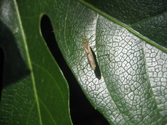 Leptocorisa chinensis