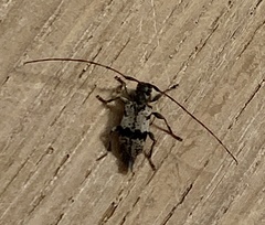 Leiopus femoratus