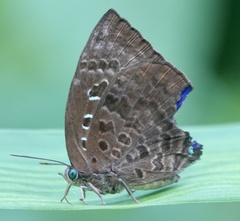 Arhopala centaurus nakula