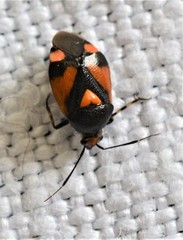 Deraeocoris schach