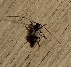 Leiopus femoratus