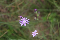 Senecio polyodon