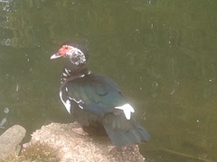 Cairina moschata domestica