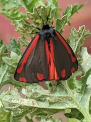 Tyria jacobaeae