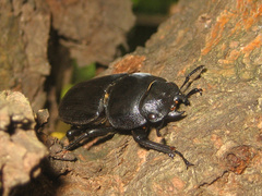 Serrognathus titanus platymelus