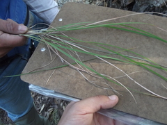 Muhlenbergia emersleyi