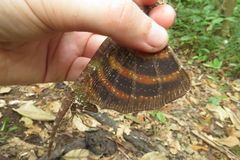 Draco quinquefasciatus