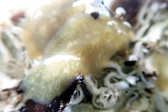 Notoplanidae