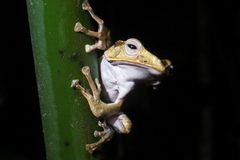 Polypedates otilophus