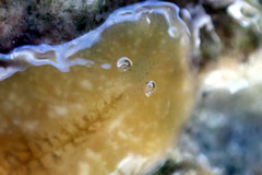 Notoplanidae