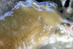 Notoplanidae