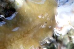 Notoplanidae