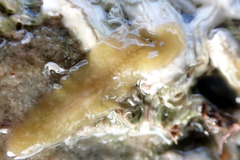Notoplanidae