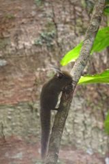 Exilisciurus whiteheadi