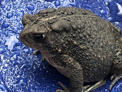 Anaxyrus americanus
