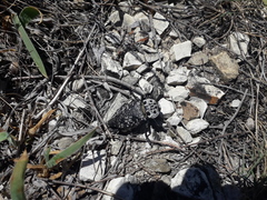 Capnodis cariosa