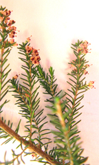 Erica inconstans