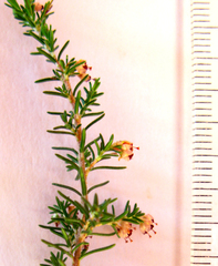Erica inconstans