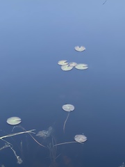 Nymphaea candida