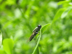 Prosopochrysa vitripennis