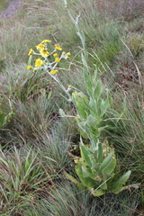 Senecio macrospermus