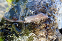 Baseodiscus delineatus