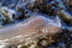 Baseodiscus delineatus